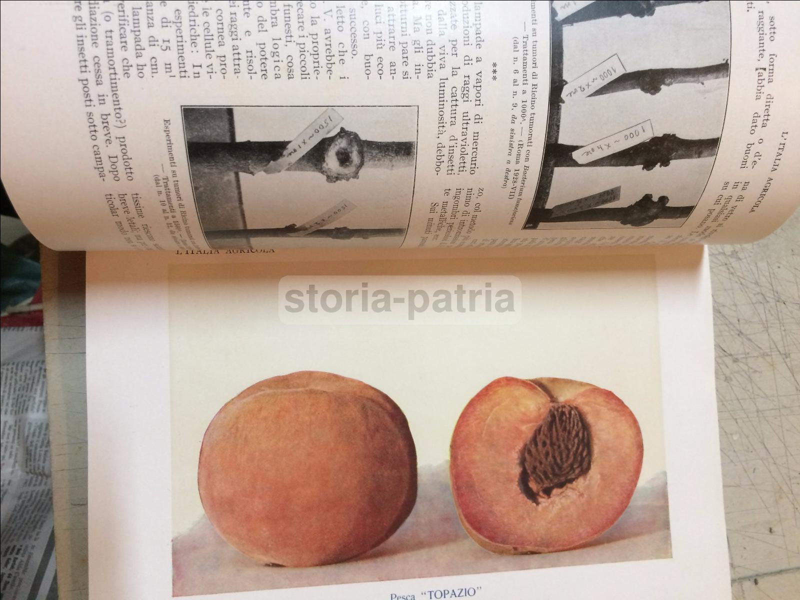 Agraria, Elettricta, Applicazioni Elettriche In Agricoltura, Pozzi, Sicilia, Puglia immagine 15