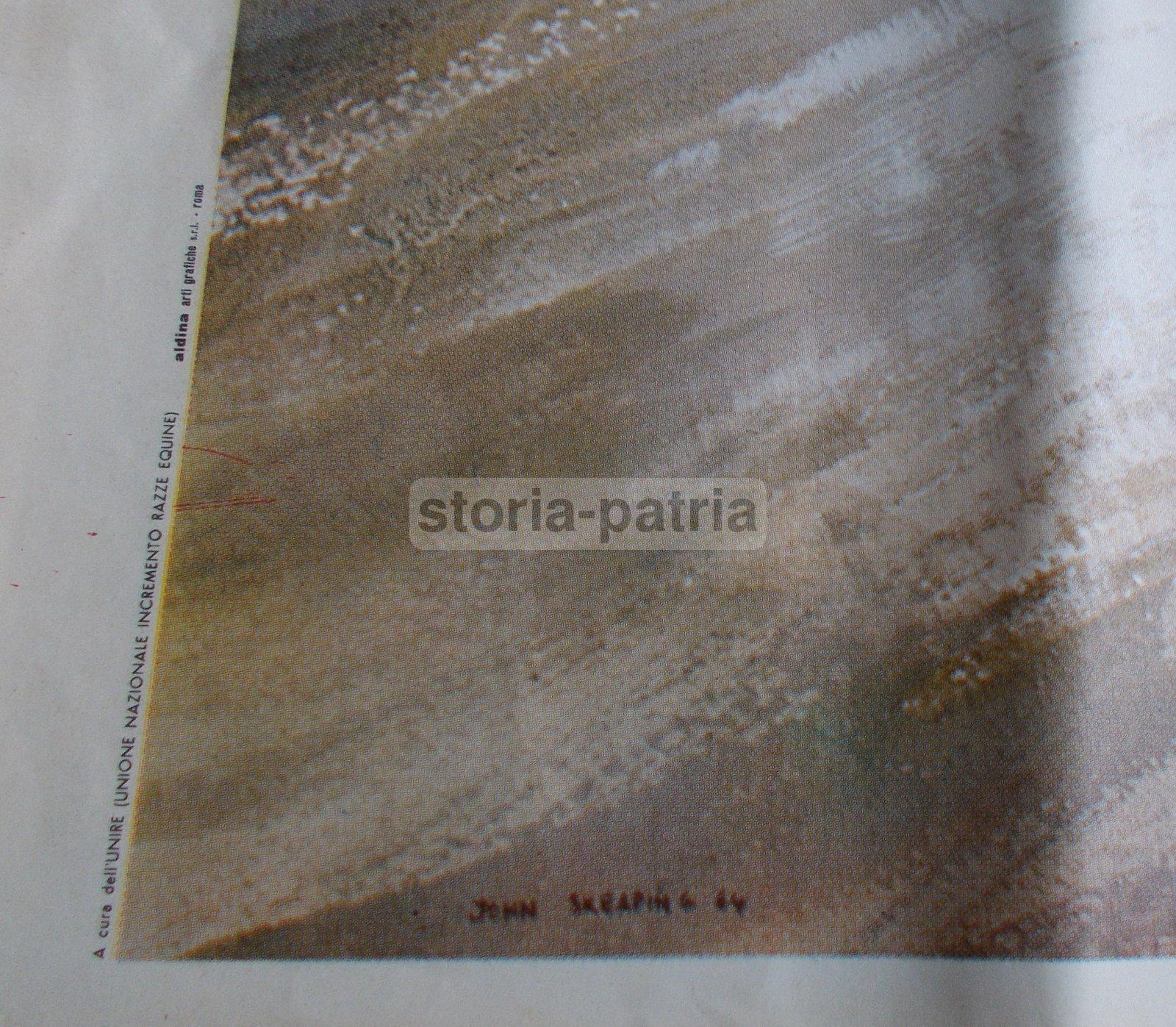 Equitazione, Ippica, Cavalli, Grande Manifesto Propagandistico, Unire, Razze Equine immagine 5