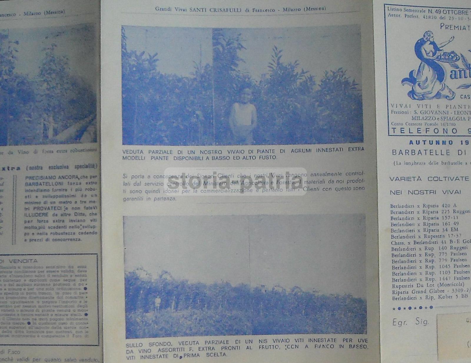 Sicilia, Milazzo, Santi Crisafulli, Agraria, Orticoltura, Viti, Vivaio, Listino Prezzi immagine 2